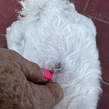Sarah Pet grooming  - This is a bruise I found on one of them - Pet Groomers Near Me - Riverside, California