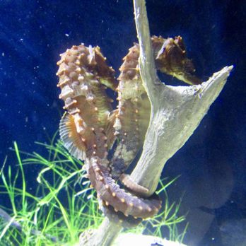 National Aquarium - Aquariums Near Me - Baltimore, Maryland National Aquarium - Aquariums Near Me - Baltimore, Maryland