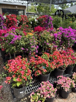 Buchanan's Native Plants by null