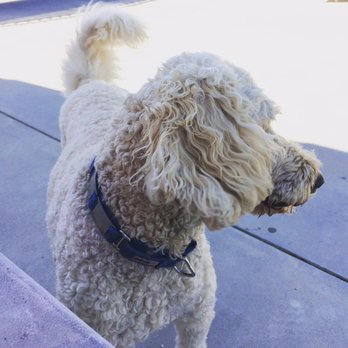Superpet Services - Pet Sitting Near Me