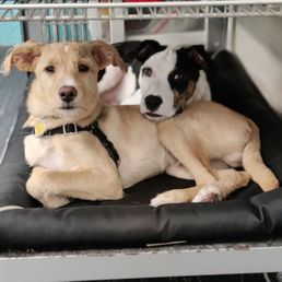 Puppy Day Care photo op! Puppy Day Care photo op!