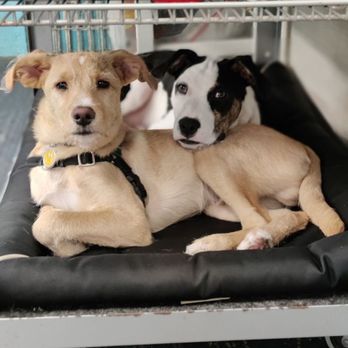Paws4Training - Puppy Day Care photo op! - Pet Training Near Me - Seattle, Washington Paws4Training - Puppy Day Care photo op! - Pet Training Near Me - Seattle, Washington