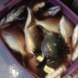 Bucket loads of fish Bucket loads of fish