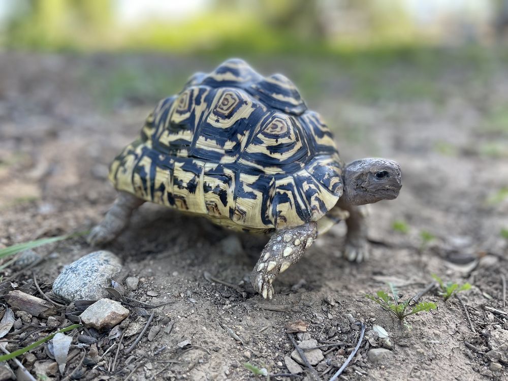 Simon’s Taxidermy - taxidermy in Norco, CA
