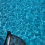 Photo of Pool Rite