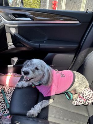 The Dog House by null