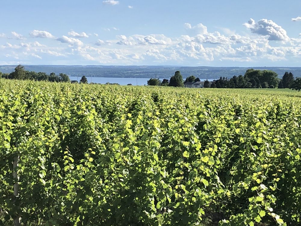 THREE BROTHERS WINERIES AND ESTATES 429 Photos & 240 Reviews 623