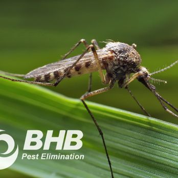 BHB Pest Elimination - Pest Control Near Me - Wallington, New Jersey
