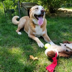 Great Dog Works - Beautiful days with beautiful dogs at Great Dog Works