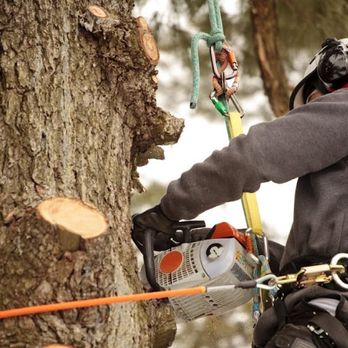 Beaver Bandits - Tree Services Near Me Beaver Bandits - Tree Services Near Me