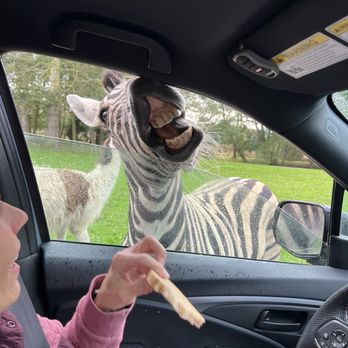 Olympic Game Farm - Hilarious zebra - Zoos Near Me - Sequim, Washington Olympic Game Farm - Hilarious zebra - Zoos Near Me - Sequim, Washington