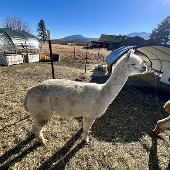 Olde LYFE Alpacas - Spots! - Attraction Farms Near Me - Carson City, Nevada