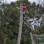 Photo of Francisco Tree Service