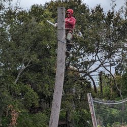 Francisco Tree Service