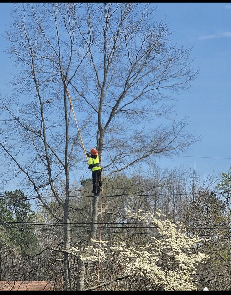 Ace’s One Stop Shop - tree service in Midlothian, VA