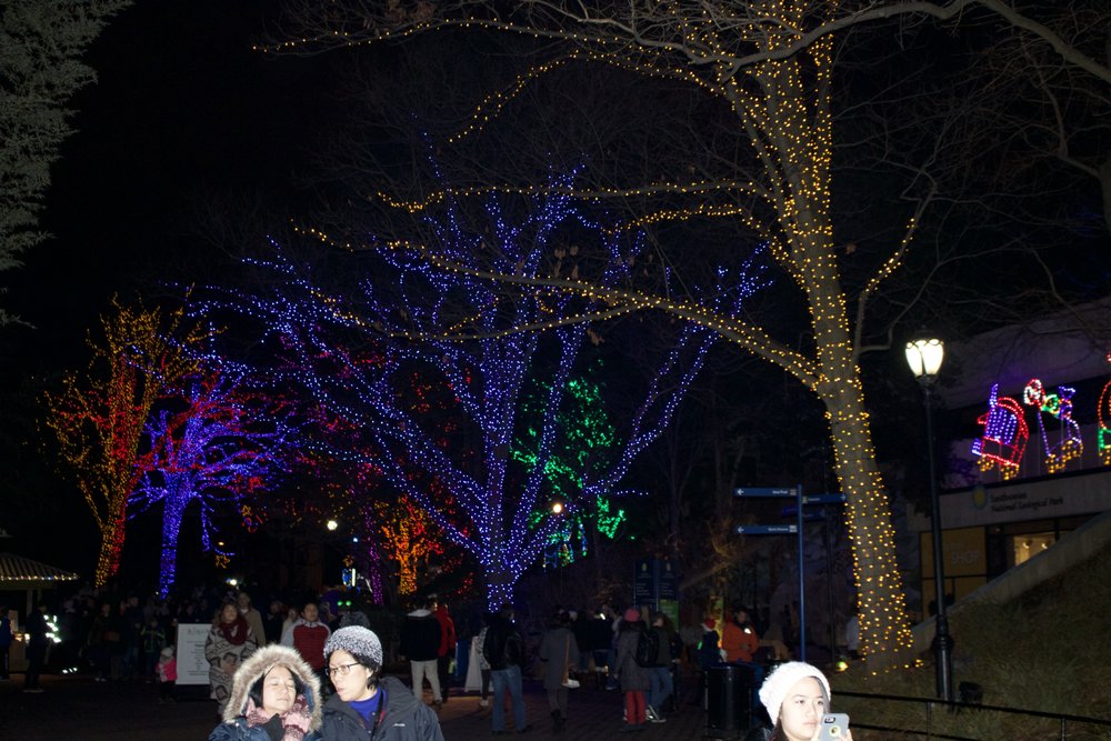 ZooLights - wedding in Washington, DC, DC