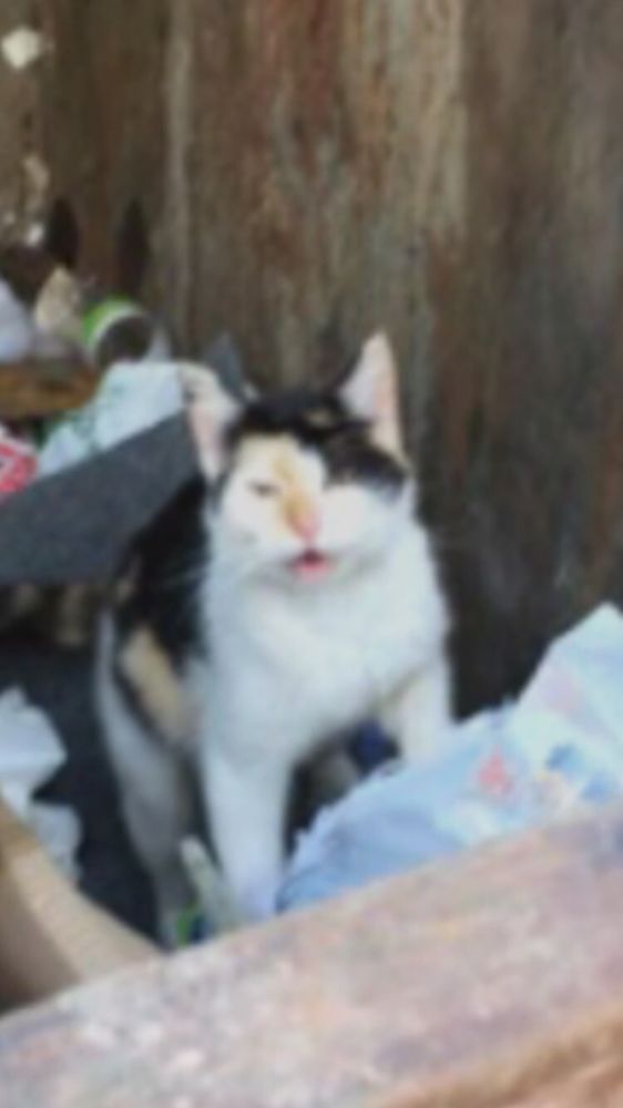 Dairy Queen Store Logo