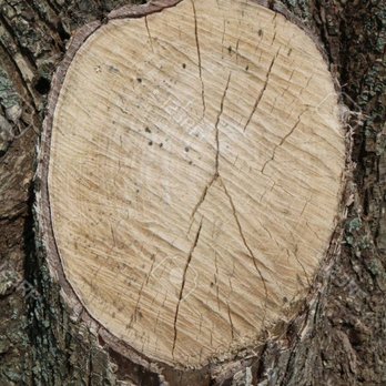Scottsdale Tree Trimmers - Elm tree stump grinding - Tree Services Near Me - Scottsdale, Arizona Scottsdale Tree Trimmers - Elm tree stump grinding - Tree Services Near Me - Scottsdale, Arizona