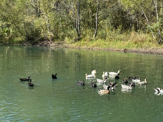 LANGETREE DUCK FARM RETREAT & ECO CENTER
