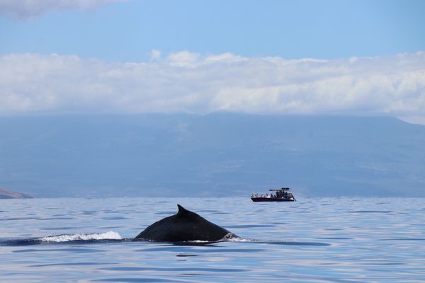 Hawaii Ocean Rafting Whale Watch and Snorkel by null
