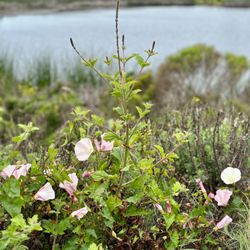 Coal Oil Point Reserve - Morning Glory with pond