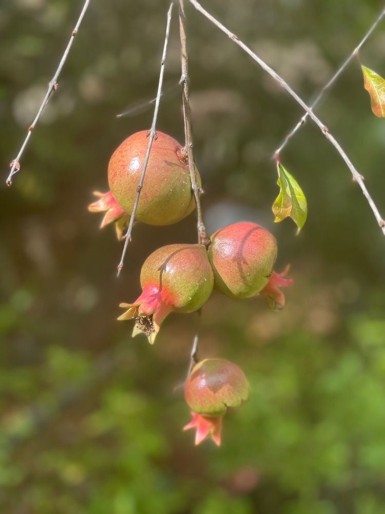 EXOTICA RARE FRUIT NURSERY 236 Photos & 106 Reviews 2508 E Vista