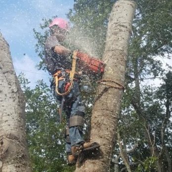 Dynamic Tree Care - Tree Services Near Me Dynamic Tree Care - Tree Services Near Me