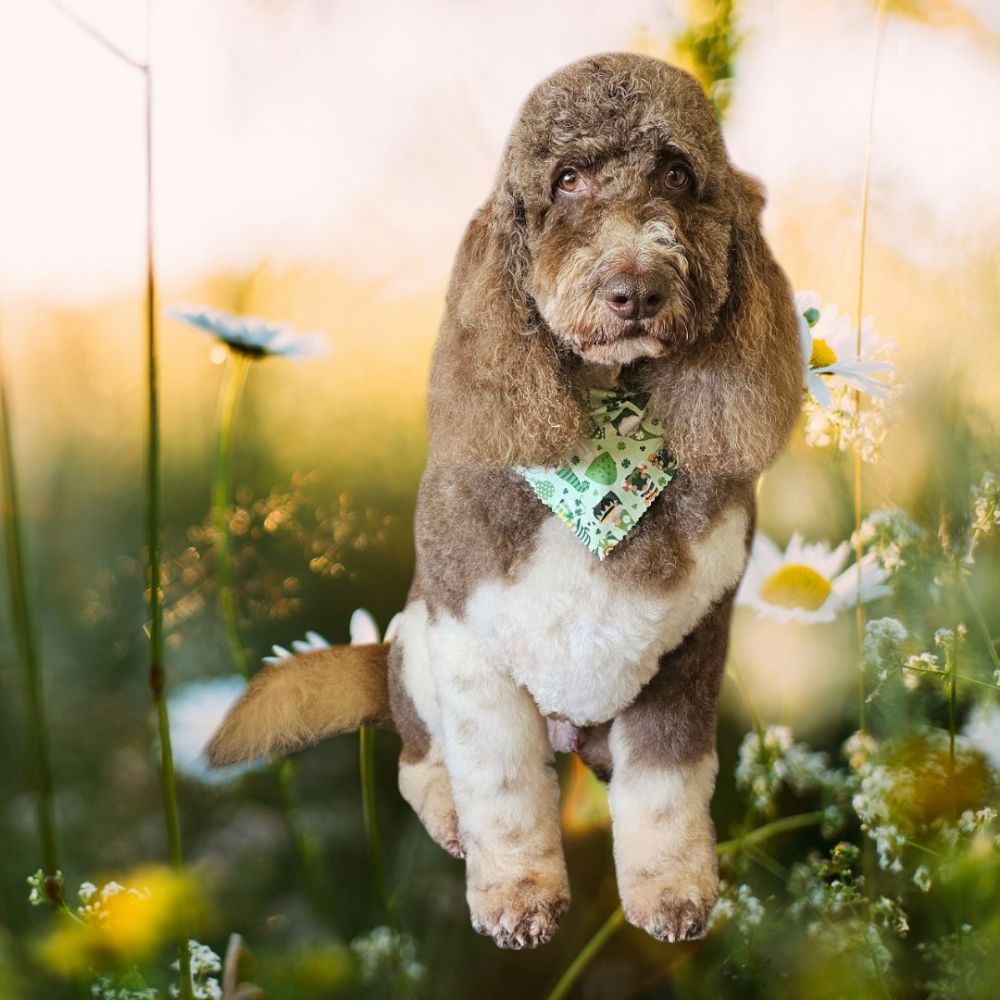 Grooms By Misty Image