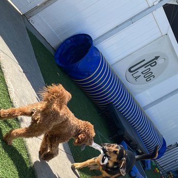 Up Dog LA - Sharing is Caring !!! - Pet Training Near Me