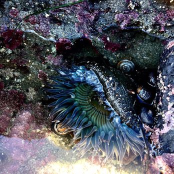 Fitzgerald Marine Reserve - It's so surreal - Parks Near Me - Moss Beach, California Fitzgerald Marine Reserve - It's so surreal - Parks Near Me - Moss Beach, California