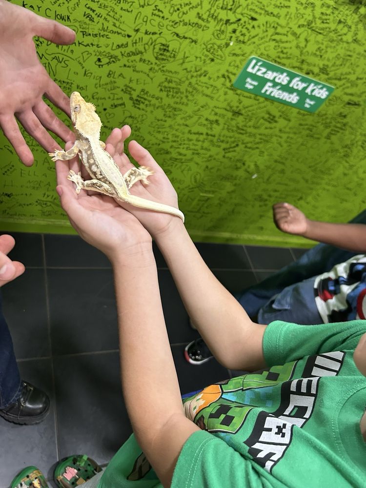 Lizards for Kids & MOre Logo