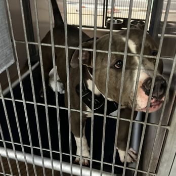 SAN JOSE ANIMAL CARE CENTER - Updated June 2025 - 408 Photos & 420