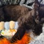 Photo of Noble Manes Cattery