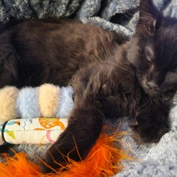 Noble Manes Cattery - Noblemane's Odin of MythosMews taking a nap after zoomies and dindin