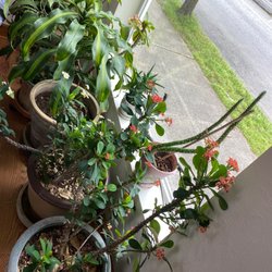 Pacifc Dental - Nice plants