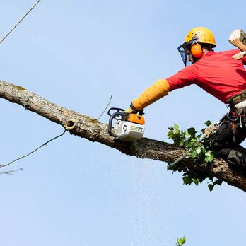 Morgan Tree Service - Tree Services Near Me - Prescott, Arizona Morgan Tree Service - Tree Services Near Me - Prescott, Arizona
