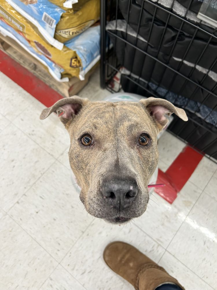 Above Board K9 - pet boarding facility in Kersey, PA