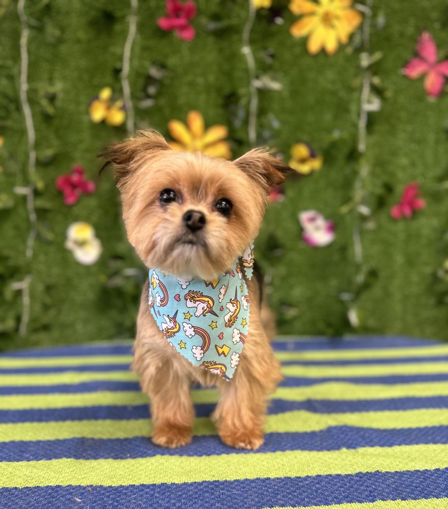 INNOVATIVE CANINE CUTZ Updated September 2024 Request an