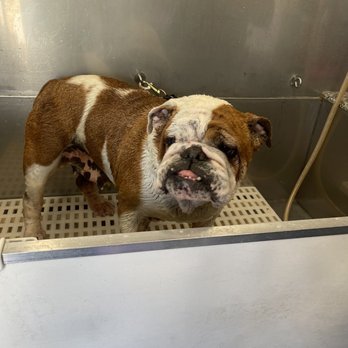 Reese's Rainbow Mobile Pet Salon - first time in - Pet Groomers Near Me