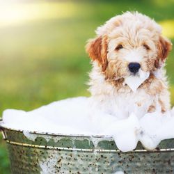 Bridger Bubbles Car & Dog Wash