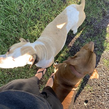 Joe's Nuts - If you love dogs - you have to come here and meet these four-legged friends! - Specialty Food Near Me - Captain Cook, Hawaii Joe's Nuts - If you love dogs - you have to come here and meet these four-legged friends! - Specialty Food Near Me - Captain Cook, Hawaii