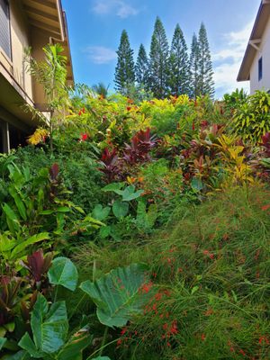 Kahana Sunset by null