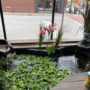 Pet's General Store - Goldfish pond - Pet Stores Near Me - Lakewood, Ohio