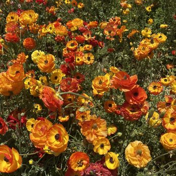 The Flower Fields - Venues & Event Spaces Near Me - Carlsbad, California The Flower Fields - Venues & Event Spaces Near Me - Carlsbad, California