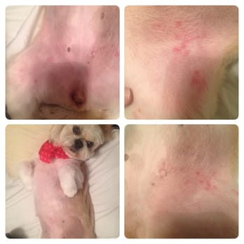 Petcetera - My dog was given bad razor burn. When questioned about why she was bleeding, I was told she cut herself. Will never go back!! - Pet Groomers Near Me - Mesquite, Texas