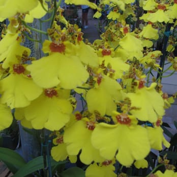 Akatsuka Orchid Gardens - Flowers & Gifts Near Me - Volcano, Hawaii