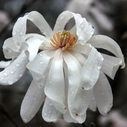 Floral Park - Beautiful magnolia! Don't last long but they are gorgeous while they last!