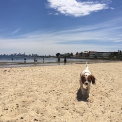 Brighton Dog Beach