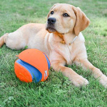 Campbells Canine Training - Pet Training Near Me - Fruitland Park, Florida Campbells Canine Training - Pet Training Near Me - Fruitland Park, Florida