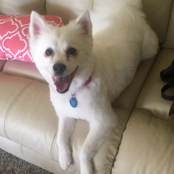 Preppie Pooch - Happy pup after her haircut. - Pet Groomers Near Me - Virginia Beach, Virginia Preppie Pooch - Happy pup after her haircut. - Pet Groomers Near Me - Virginia Beach, Virginia